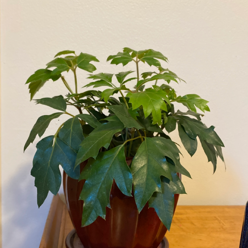 Healthy variegated Grape Ivy plant with lush green and yellow foliage in a brown ceramic pot on a light wood surface.