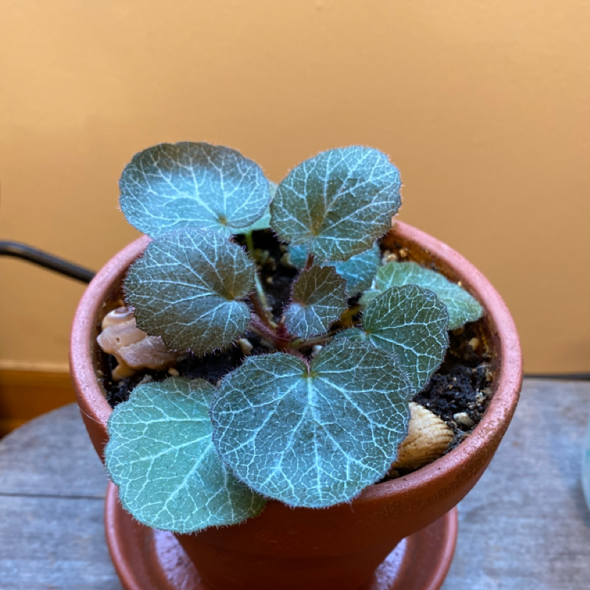 Strawberry Begonia plant in a terracotta pot with healthy leaves.