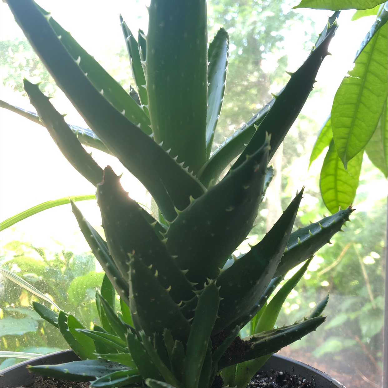 Aloe vera plant photo by @Lizlizg named Ally on Greg, the plant care app.