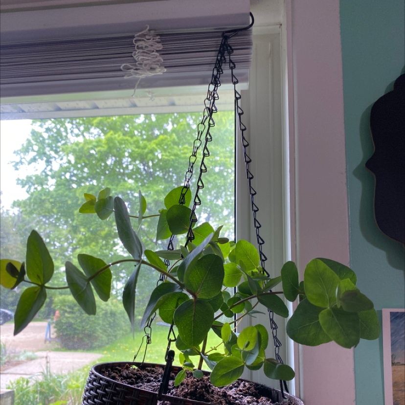 A thriving silver dollar tree plant with round, silvery-green leaves in a hanging basket near a window.