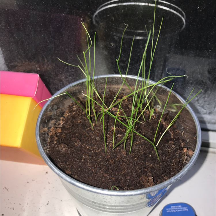 Potted Wild Chives plant in a metal container with visible soil and healthy green leaves.