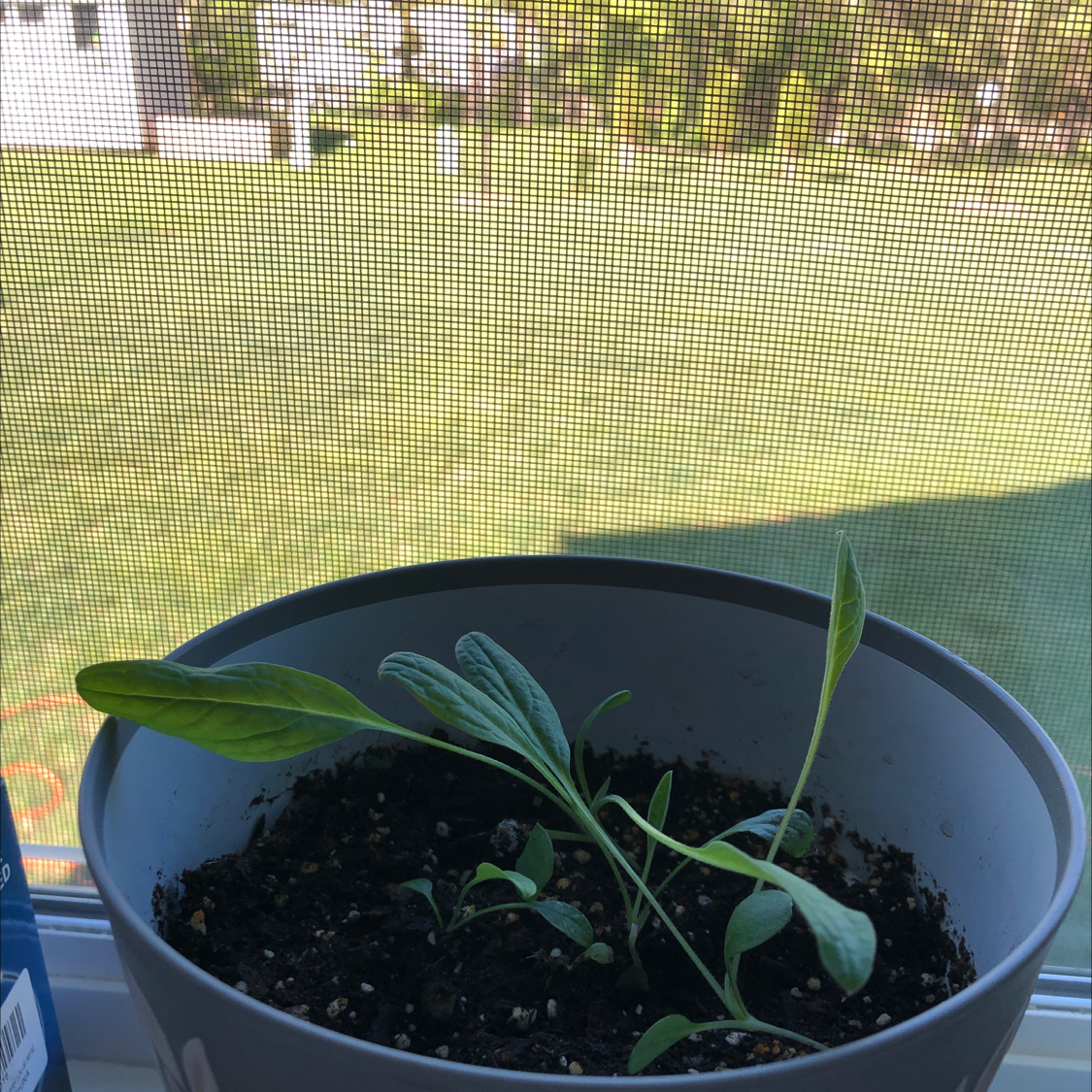Potted true Forget-Me-Not plant with green leaves and visible soil.