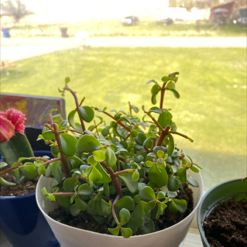 Porkbush plant photo by Grace named Gaga on Greg, the plant care app.