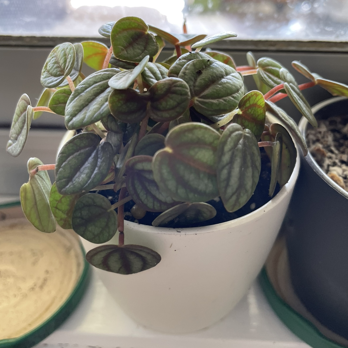 Photo of the plant species Watermelon Vine by @Kyles2112 named Peperomia Piccolo Banda on Greg, the plant care app