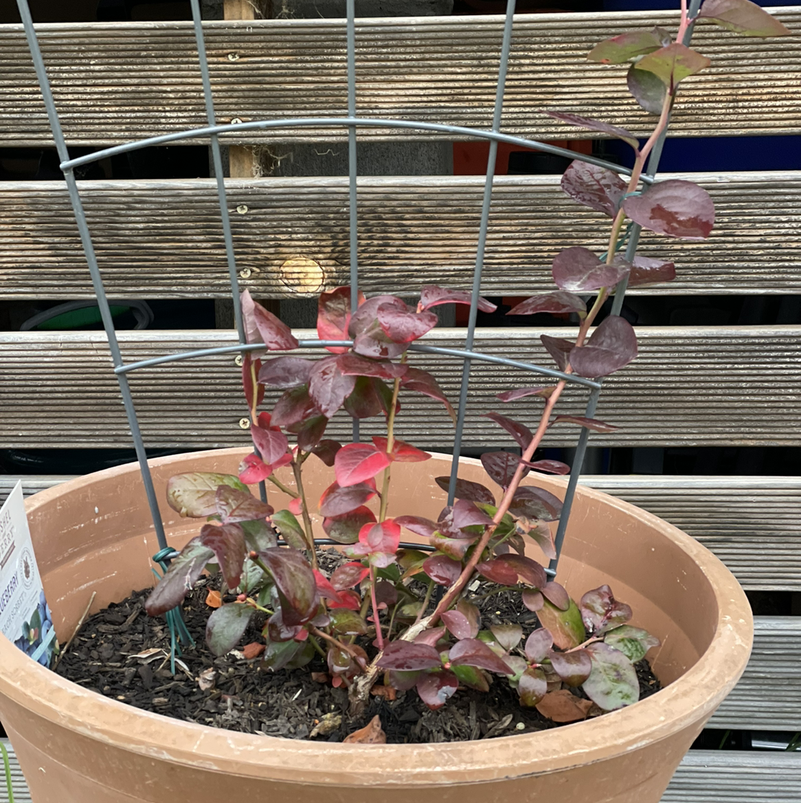 Potted Hairy Joyweed plant with reddish-purple leaves, supported by a metal trellis.