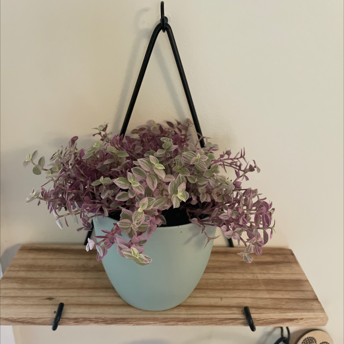 Photo of the plant species Callisia Pink Panther by @Kyles2112 named Pink Panther Callisia Repens on Greg, the plant care app