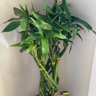 Lucky Bamboo plant in Adelong, New South Wales