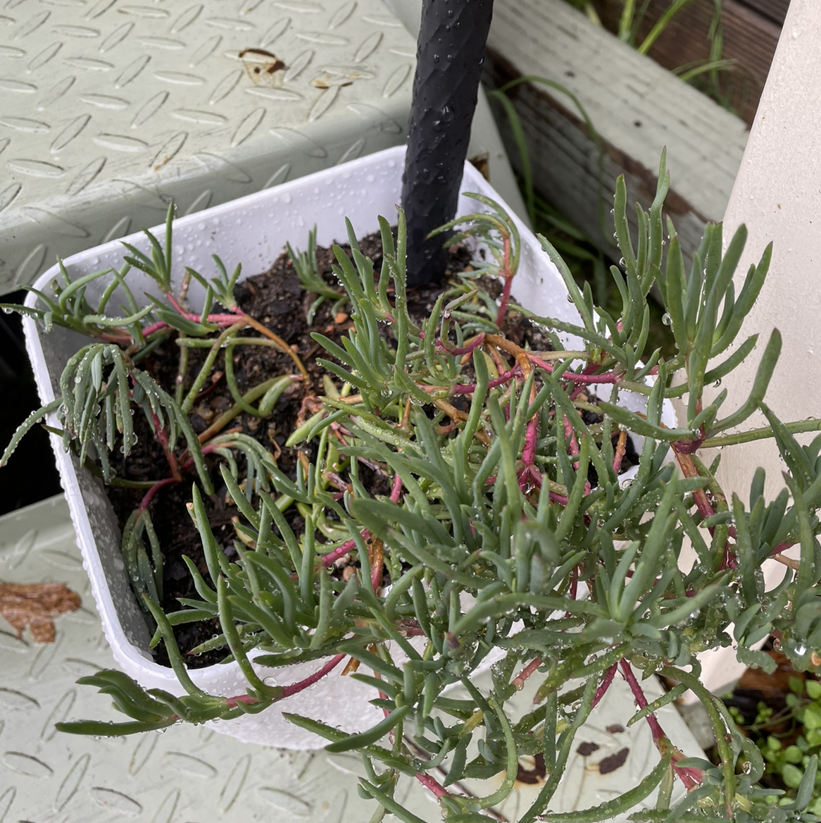 Photo of the plant species Iceplant by @Kyles2112 named Ice Plant on Greg, the plant care app