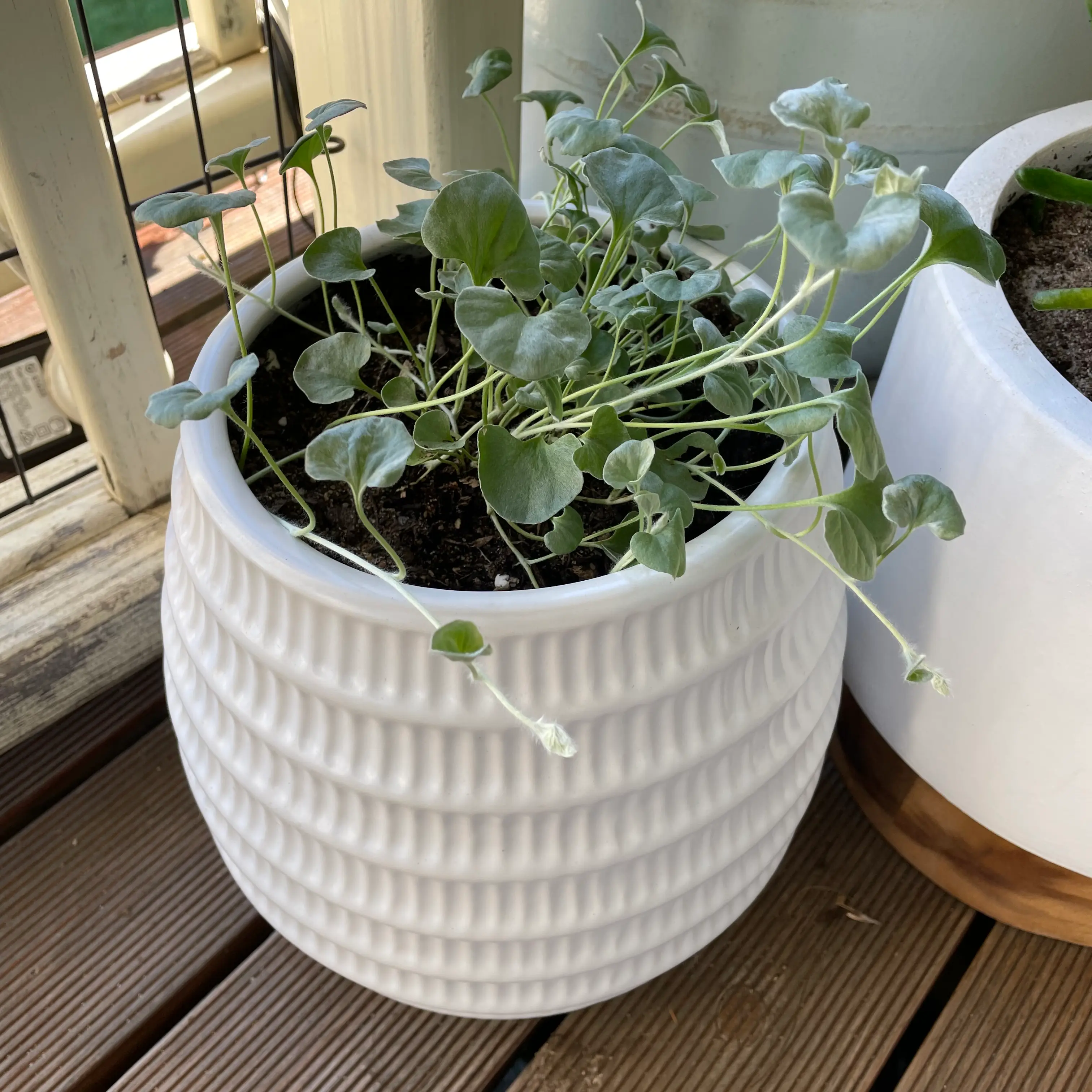 Potted Silver Ponysfoot plant with green leaves in a white pot.