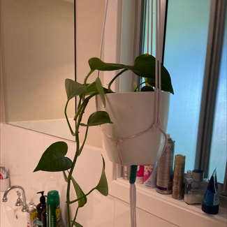 Golden Pothos plant in Adelong, New South Wales
