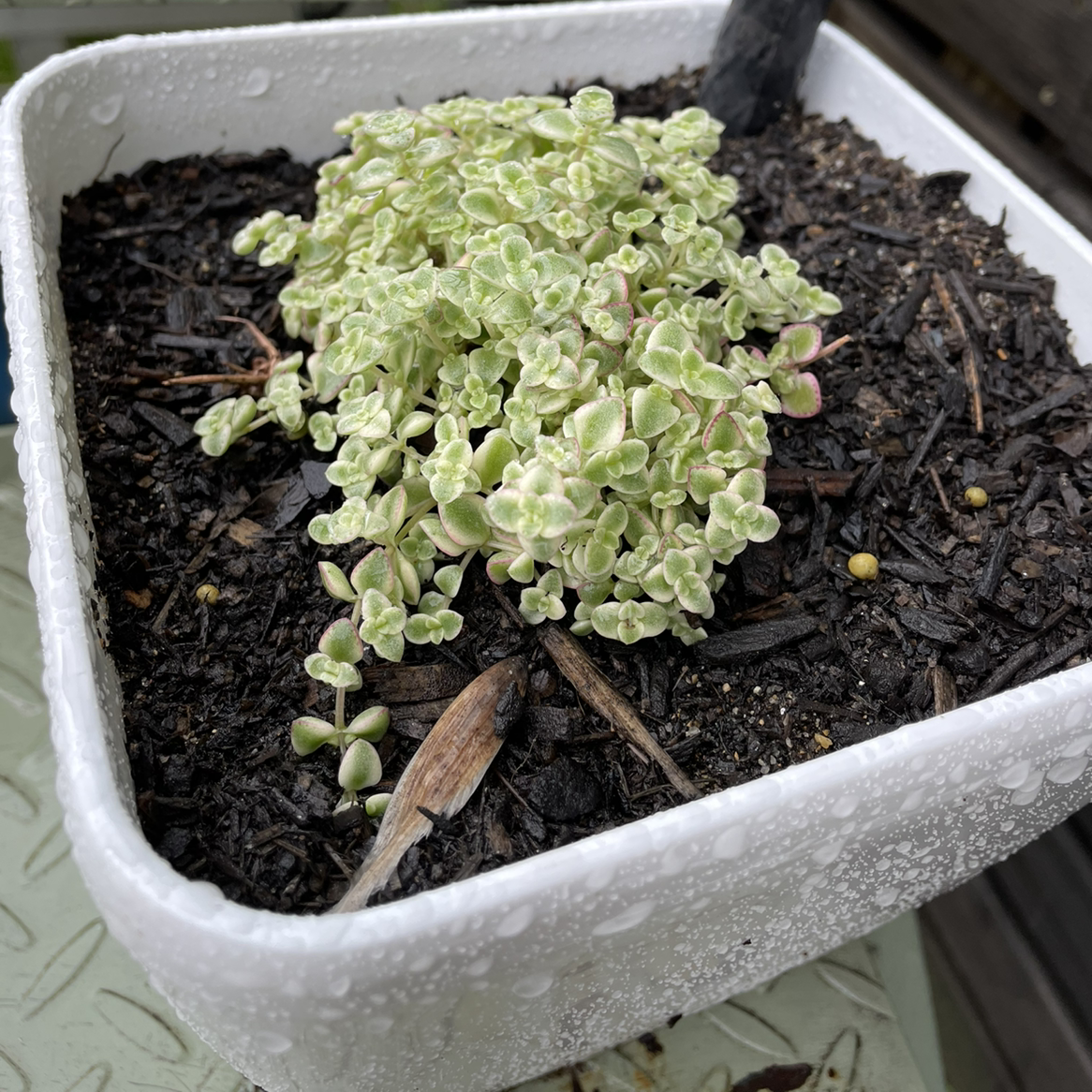 Photo of the plant species Two-Row Stonecrop by @Kyles2112 named Sedum Little Missy on Greg, the plant care app