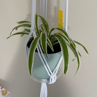 Spider Plant plant in Adelong, New South Wales
