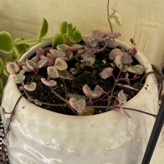 String of Hearts plant in Adelong, New South Wales