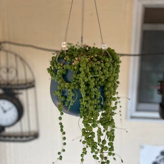 String of Pearls plant in Adelong, New South Wales