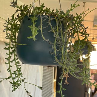 String of Dolphins plant in Adelong, New South Wales