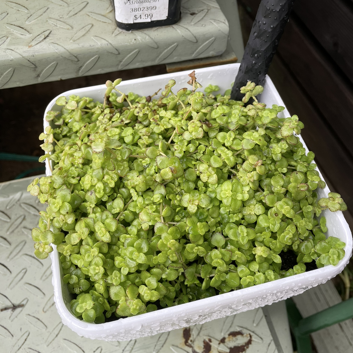 Photo of the plant species Sedum 'Little Missy' by @Kyles2112 named Sedum Little Master on Greg, the plant care app