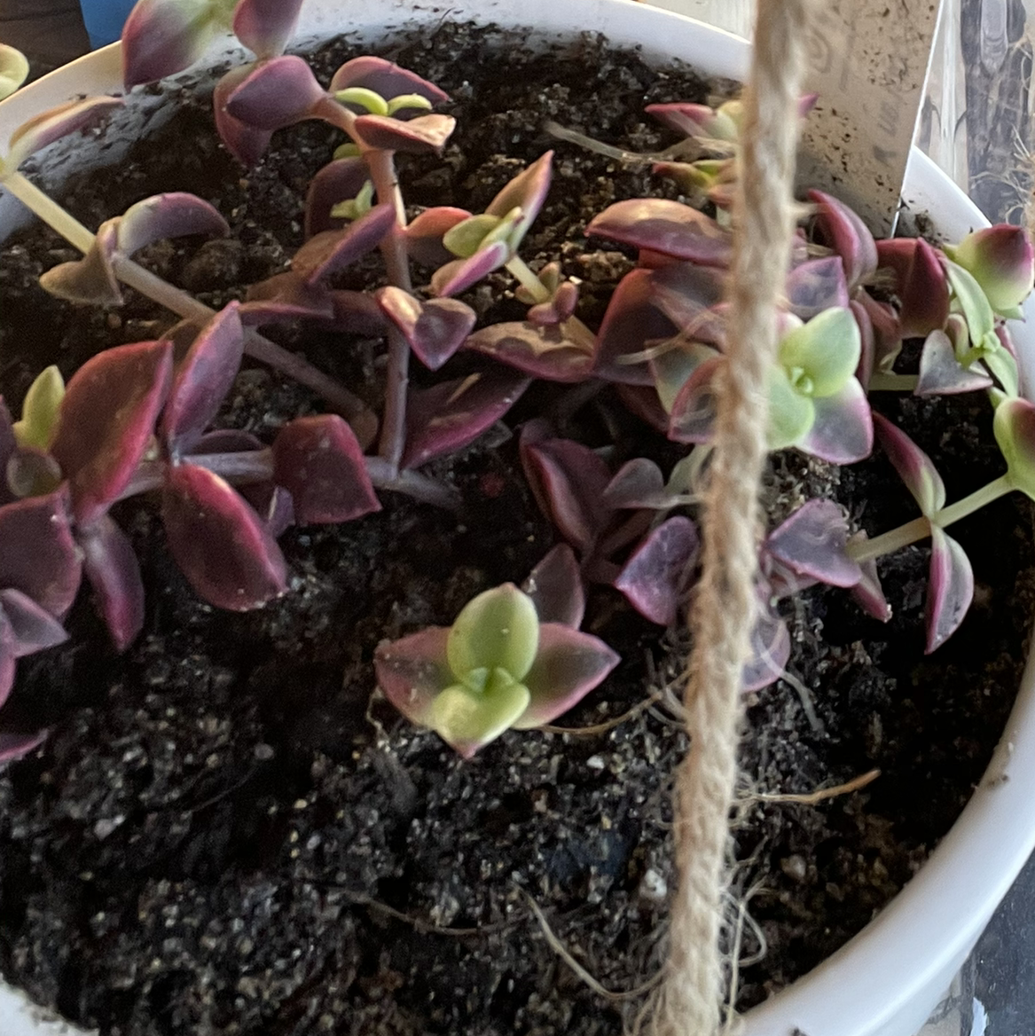 Calico Kitten plant in a white pot with healthy green and purple leaves.