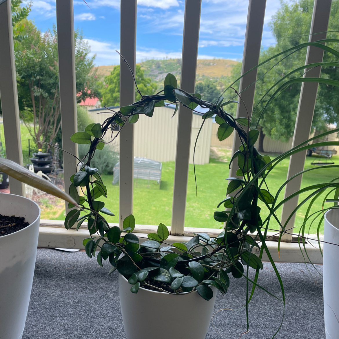 Hoya 'Mathilde' plant in a white pot, trained in a circular shape, with green leaves.
