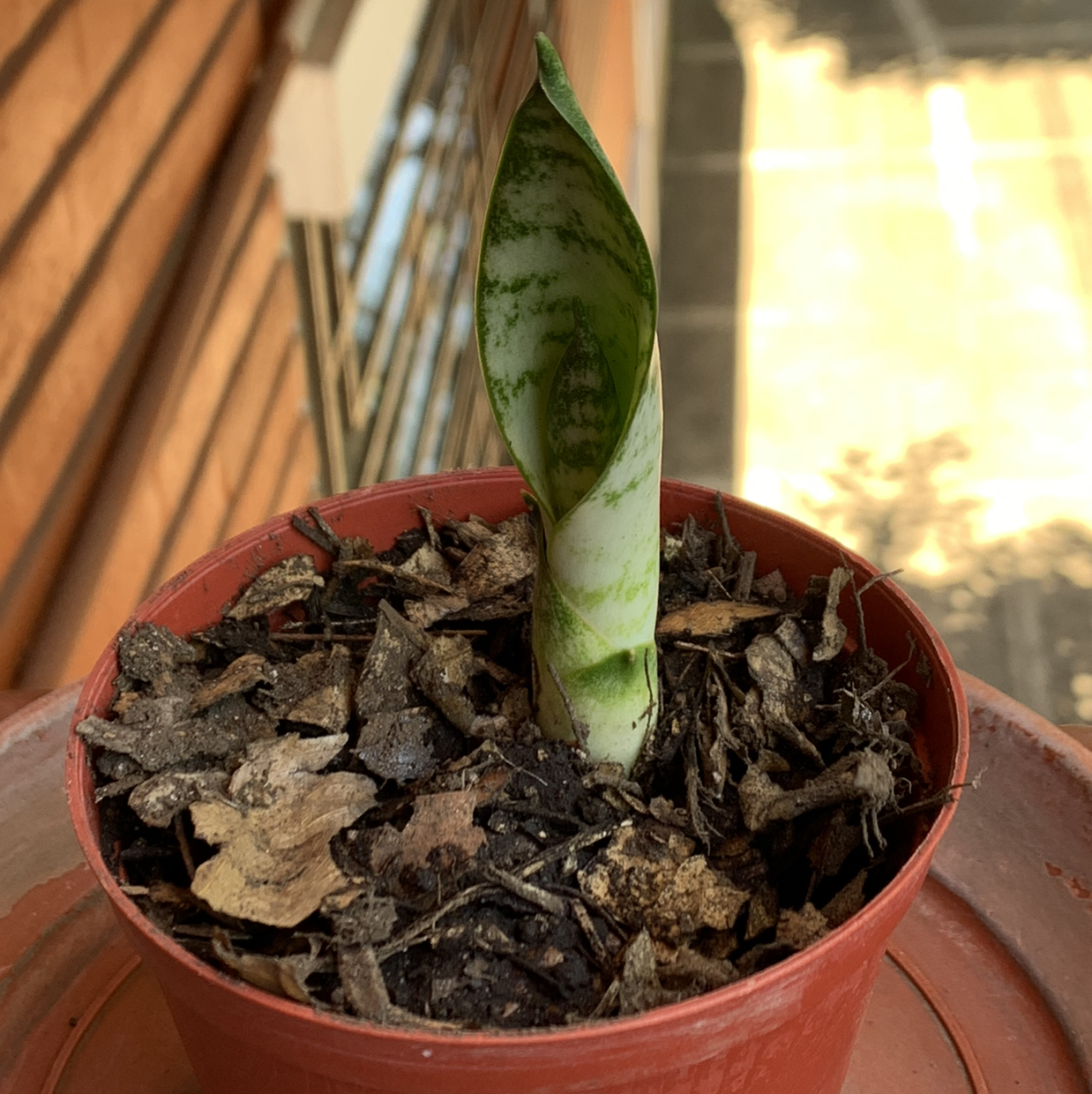 Young Sansevieria 'Frozen' plant in a small pot with visible soil.