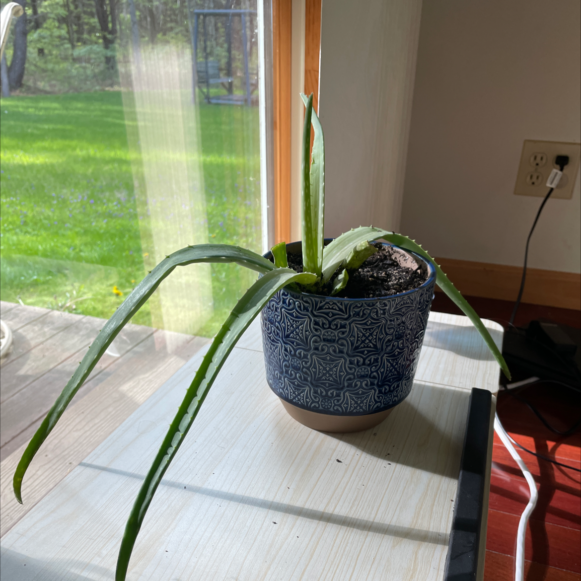 Aloe vera plant photo by @gsobeck named Alice on Greg, the plant care app.