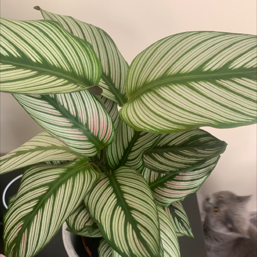 Goeppertia majestica plant with striped leaves, healthy appearance, and a cat in the background.