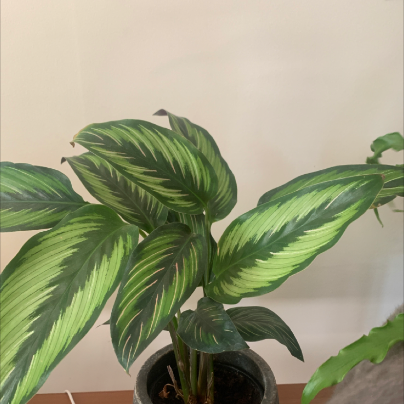 Calathea 'Beauty Star' plant with vibrant green patterned leaves in a pot.