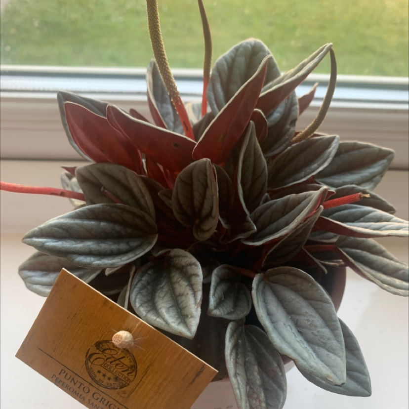 Photo of the plant species Radiator Plant by Daniel named Alien Boi on Greg, the plant care app