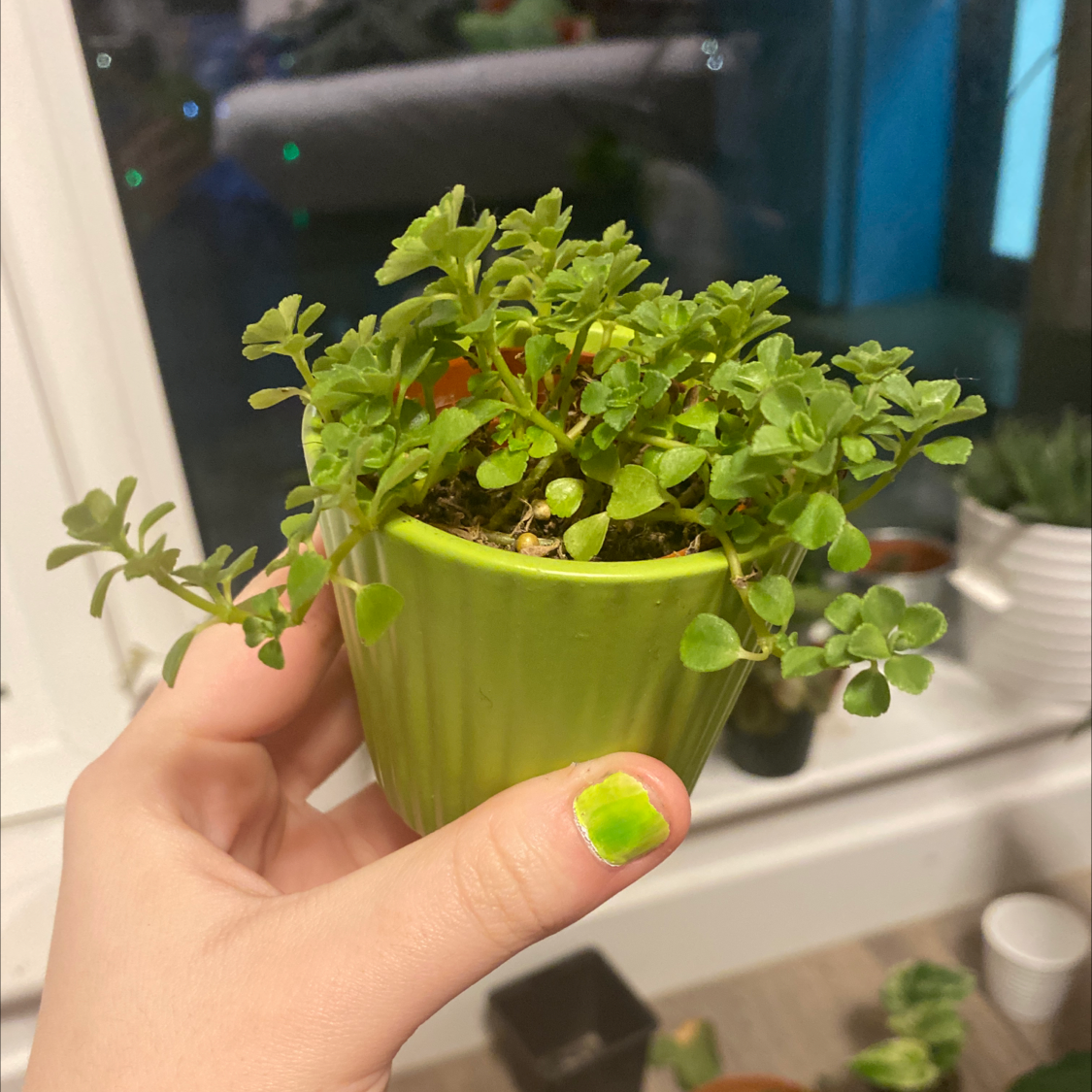 A healthy Beetle Peperomia plant in a green pot, held by a hand.