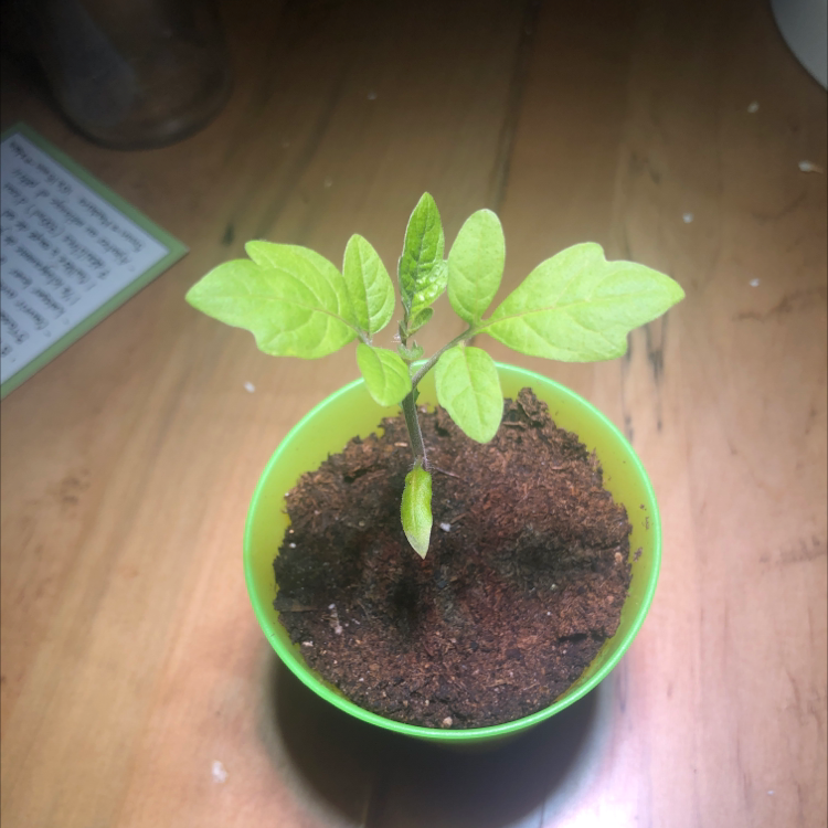 Tomato Plant plant photo by @MeanDeanBean named Tom on Greg, the plant care app.