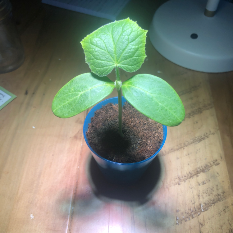 Young cucumber plant in a small pot with visible soil, healthy green leaves, and well-centered.