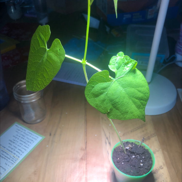 Young Common Bean plant with healthy green leaves in a small pot with visible soil.