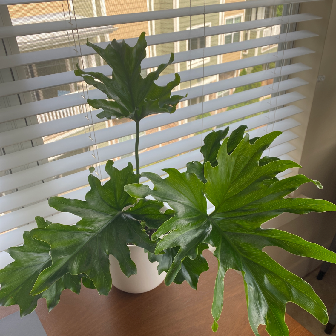Photo of the plant species Philodendron 'Hope Selloum' by @ayejayisohkay named Hope (she/her) on Greg, the plant care app