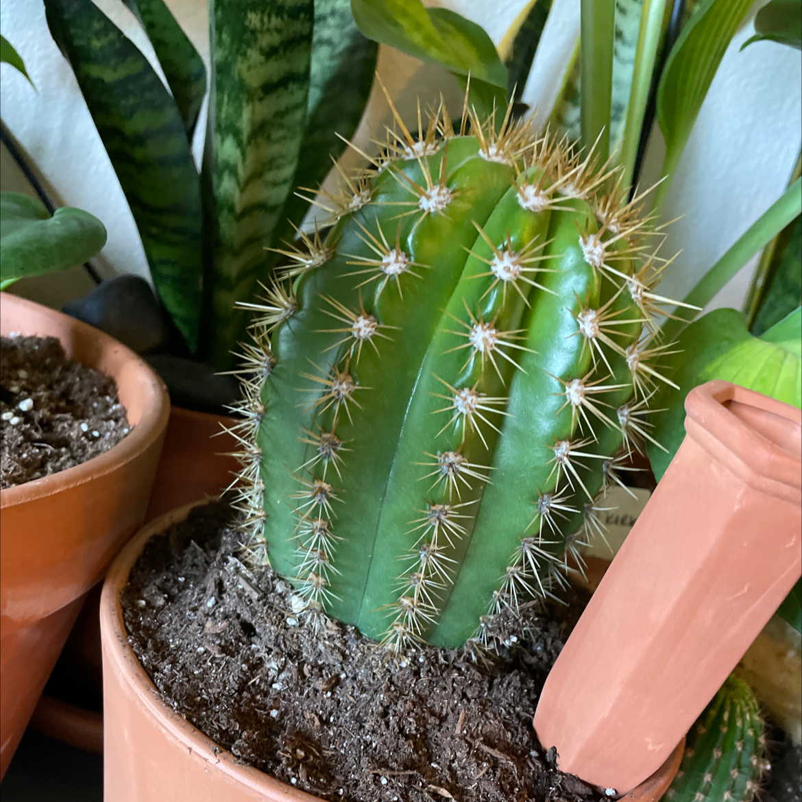 Kingcup Cactus in a terracotta pot with healthy green color and well-defined spines.