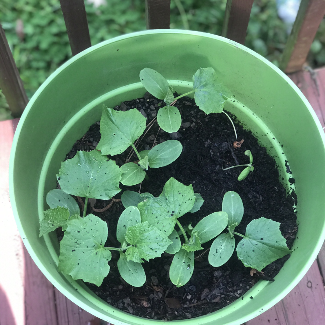 Photo of the plant species Cucumber by @Babytheshady named Baby on Greg, the plant care app