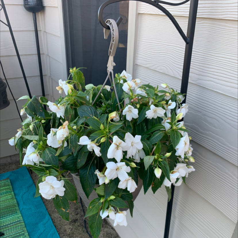 Hanging basket of New Guinea Impatiens with white flowers and green leaves.