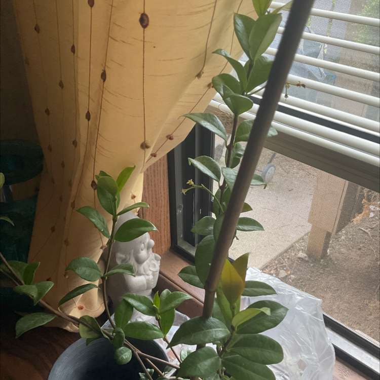 Indoor potted Star Jasmine plant near a window with green leaves and a support stick.