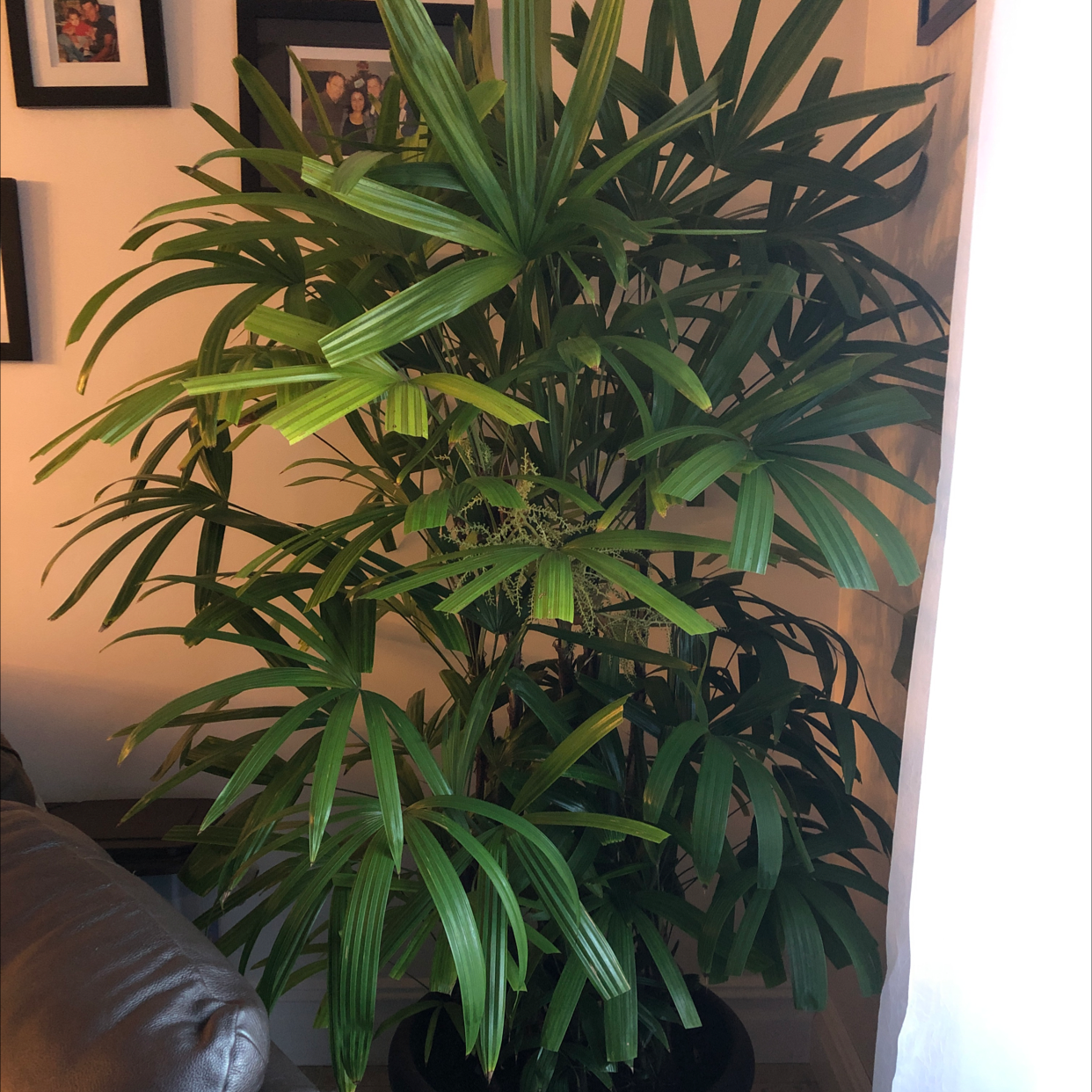 Healthy indoor Rhapis palm with dense green foliage, positioned next to a leather couch with framed pictures on the wall behind it.