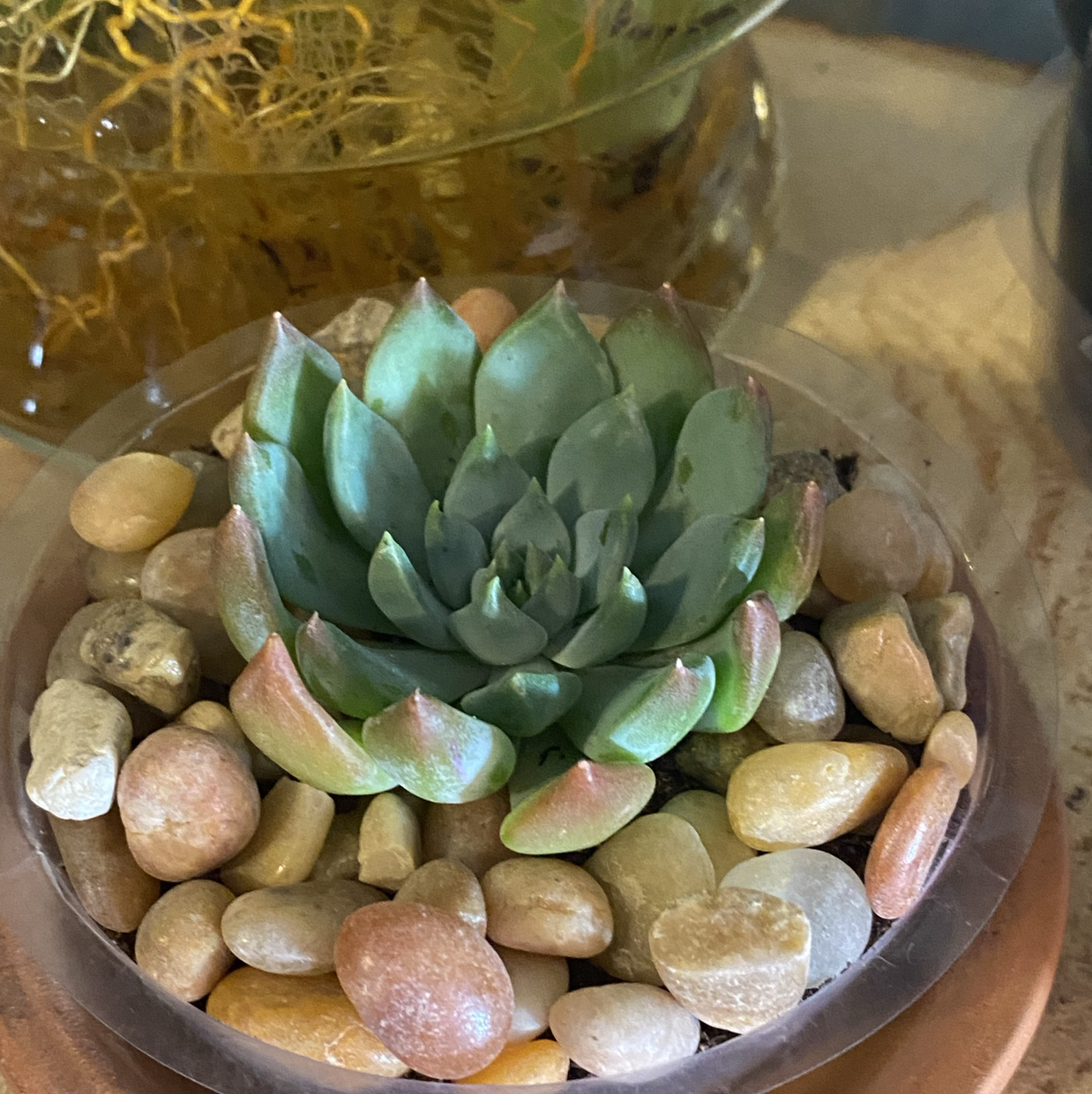 Sedeveria 'Dark Elf' succulent in a small pot with pebbles, appears healthy.