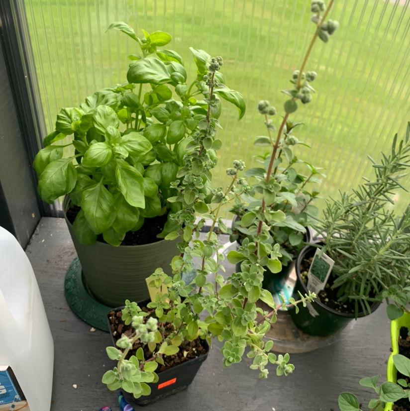 Symbolism and Benefits of the Marjoram