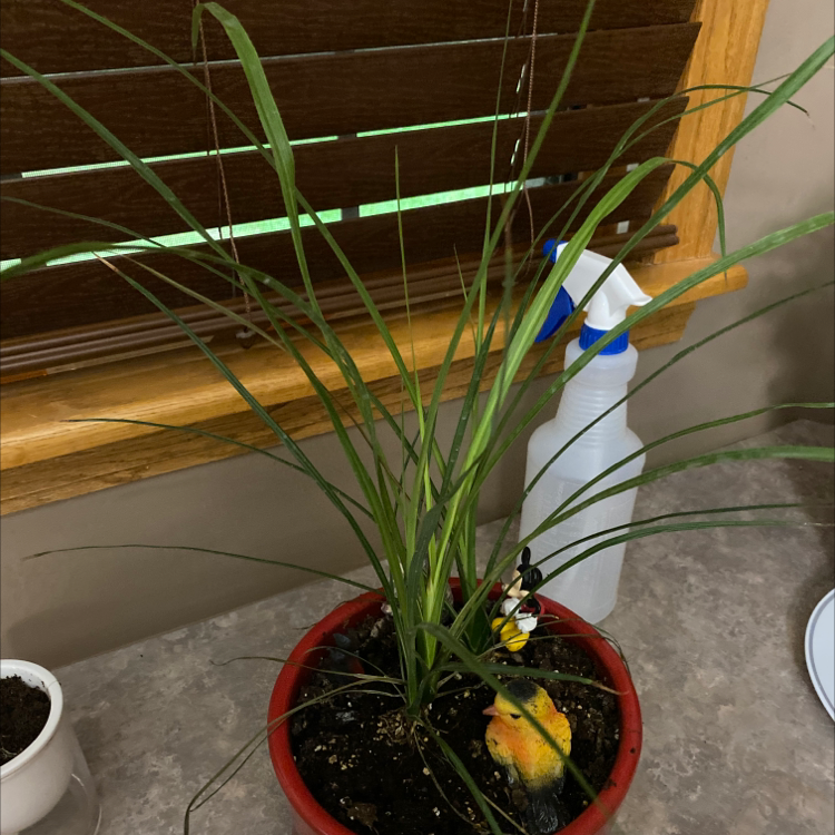 Potted Lemon Grass plant with green leaves, visible soil, and a spray bottle in the background.
