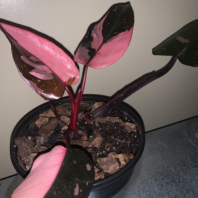 Photo of the plant species Pink Princess Philodendron by @soymoss named La Princesa on Greg, the plant care app