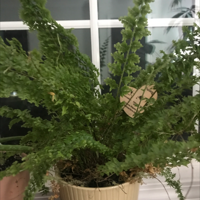 Boston Fern plant photo by @morganlovesplants05 named Xena on Greg, the plant care app.