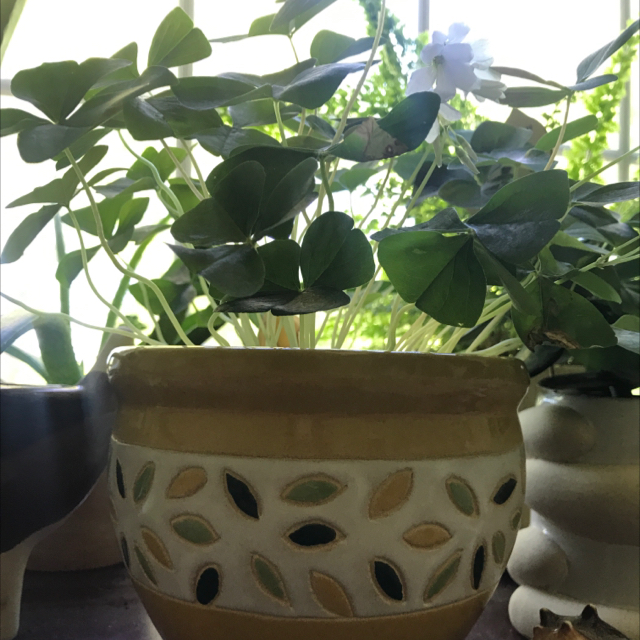 Photo of the plant species Shamrock by @morganlovesplants05 named Patty on Greg, the plant care app