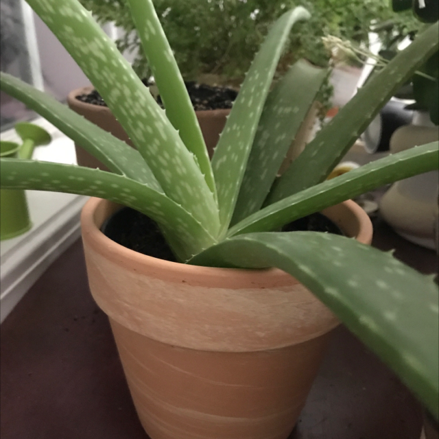 Photo of the plant species Aloe vera by @morganlovesplants05 named Spike on Greg, the plant care app