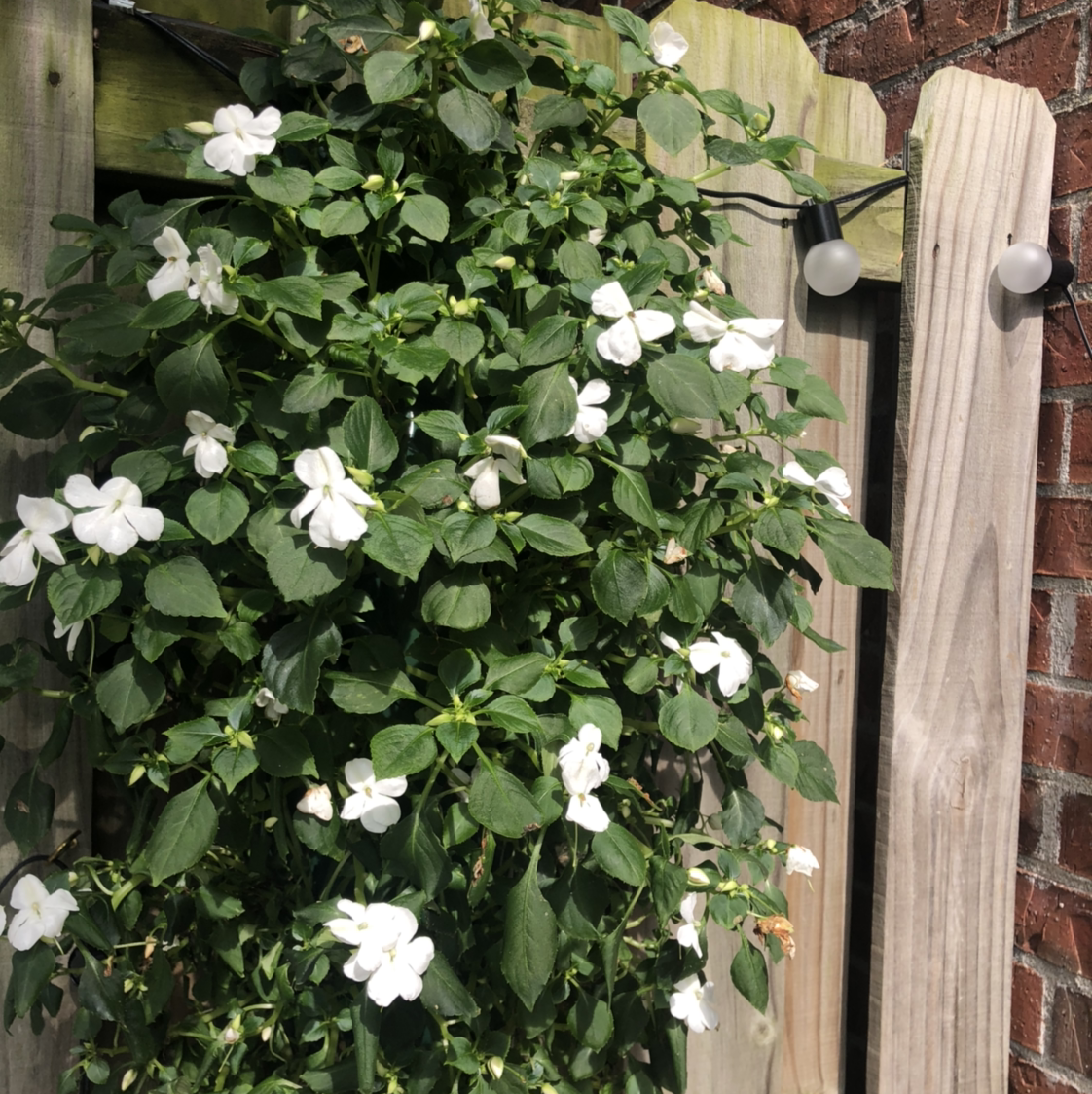 Buzzy Lizzy plant with white flowers climbing on a wooden structure.