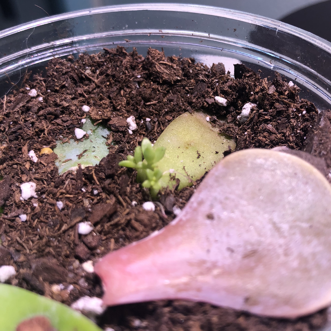 Photo of the plant species Garden Lettuce by @Delia21 named Mystery Succ on Greg, the plant care app