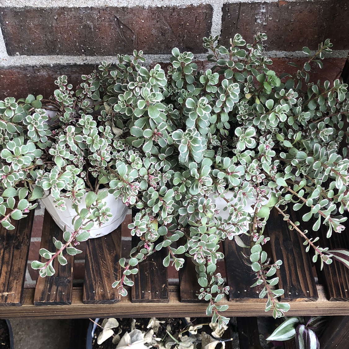 Healthy Two-Row Stonecrop plant with dense foliage in a well-framed image.