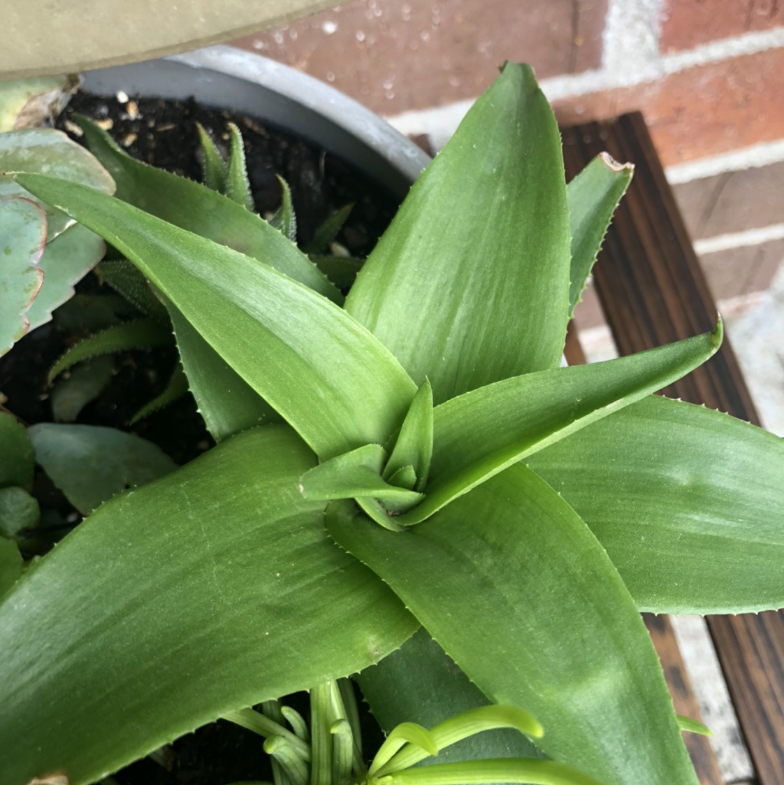 Photo of the plant species Basket Plant by @Delia21 named Dolores on Greg, the plant care app