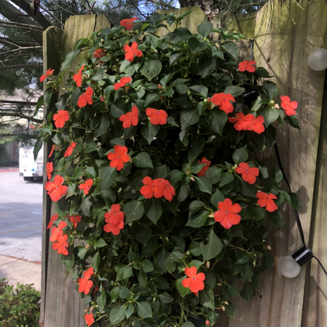 Photo of the plant species Buzzy Lizzy by @Delia21 named Orlando Bloom on Greg, the plant care app