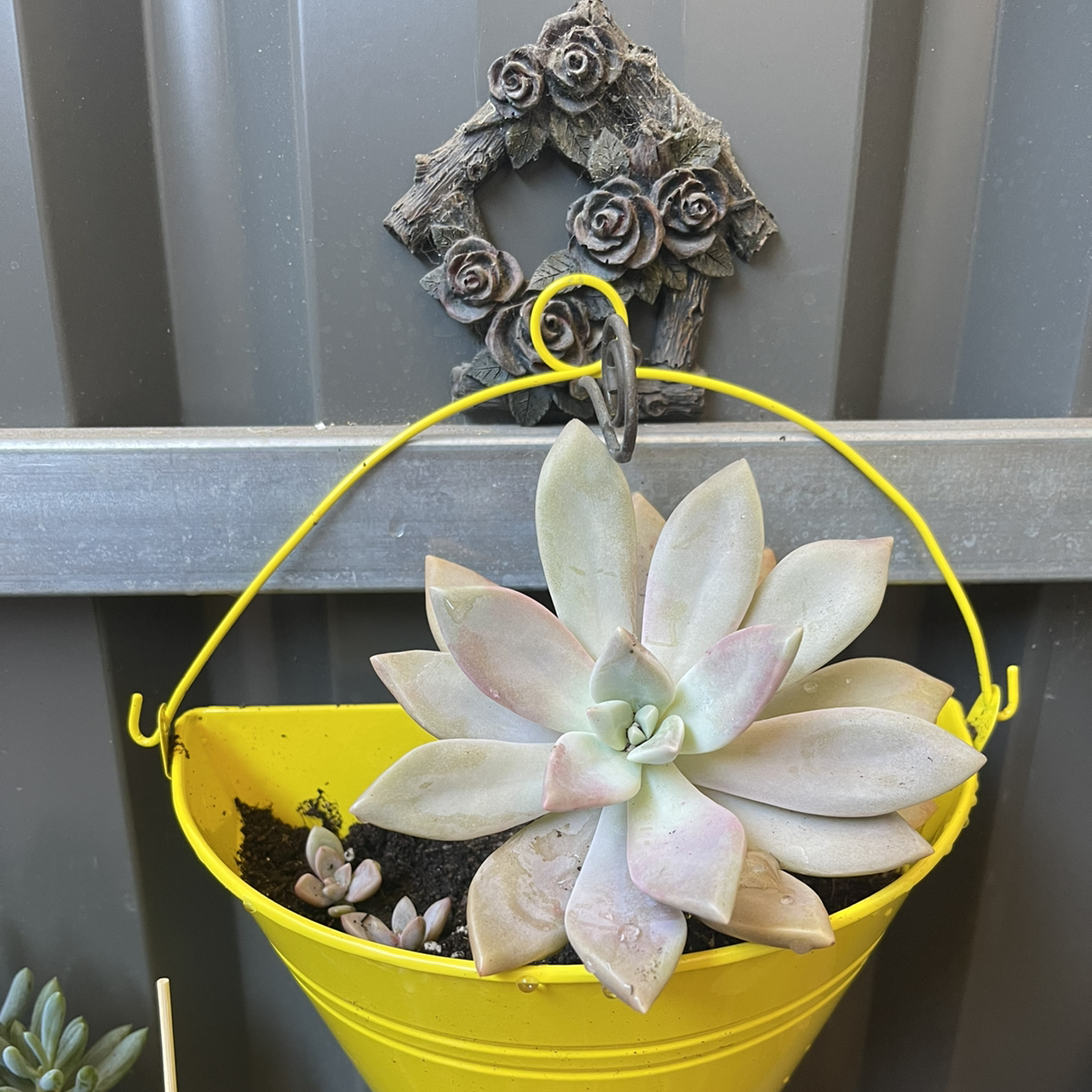 Graptopetalum plant in a yellow hanging pot with healthy, fleshy leaves.